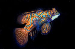 Mandarin Fish. Lembeh. Typically seen down in the coral r... by Rand Mcmeins 